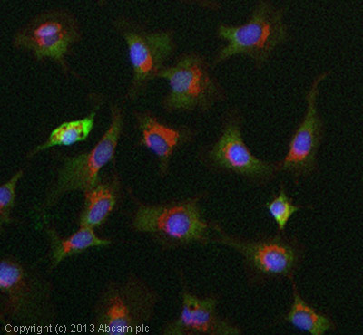 Immunocytochemistry/ Immunofluorescence - Anti-PRMT5 antibody [EPR5772] - BSA and Azide free (AB215364)