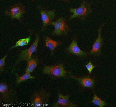 Immunocytochemistry/ Immunofluorescence - Anti-PRMT5 antibody [EPR5772] - BSA and Azide free (AB215364)