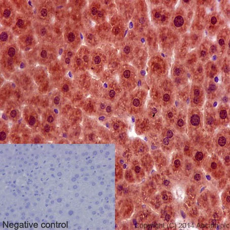 Immunohistochemistry (Formalin/PFA-fixed paraffin-embedded sections) - Anti-PRMT5 antibody [EPR5772] - BSA and Azide free (AB215364)