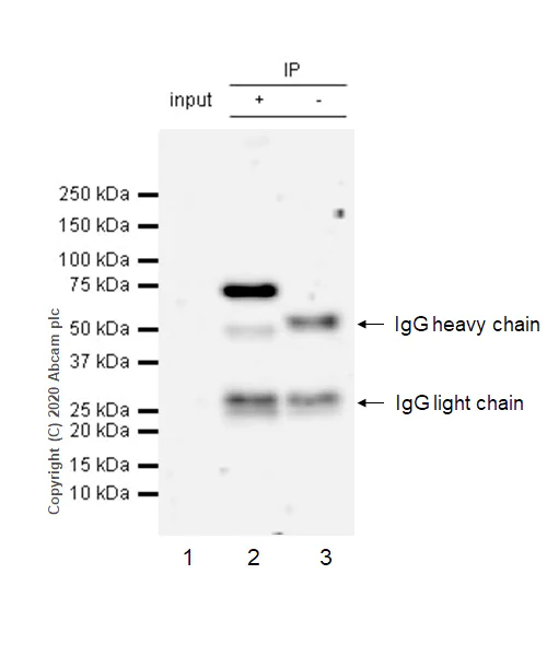 Immunoprecipitation - Anti-PRMT5 antibody [EPR5772] - BSA and Azide free (AB215364)