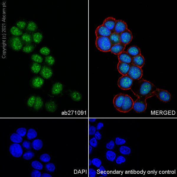 Immunocytochemistry/ Immunofluorescence - Anti-PRMT6 antibody [EPR24230-93] (AB271091)