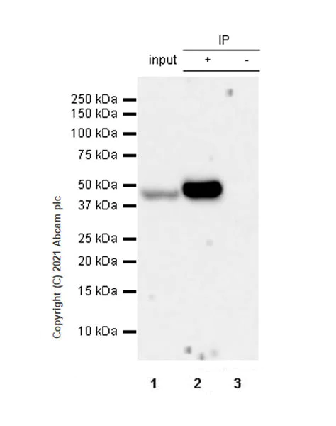 Immunoprecipitation - Anti-PRMT6 antibody [EPR24230-93] - BSA and Azide free (AB287964)