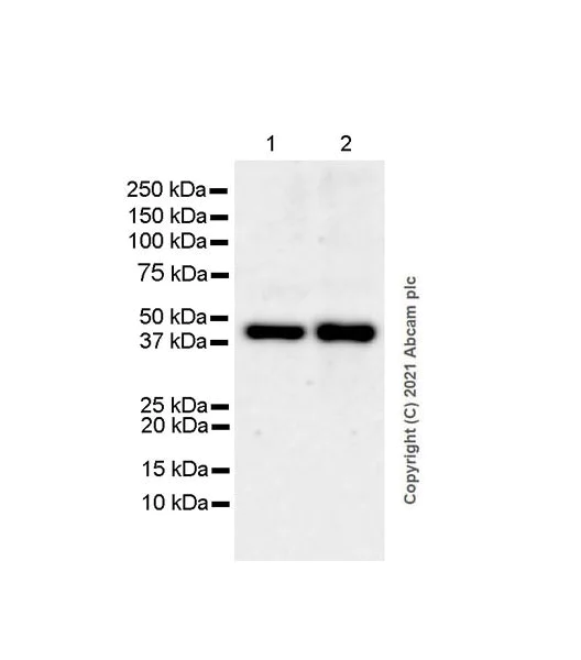 Western blot - Anti-PRMT6 antibody [EPR24230-93] - BSA and Azide free (AB287964)