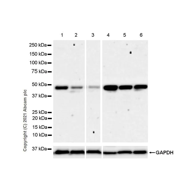 Western blot - Anti-PRMT6 antibody [EPR24230-93] - BSA and Azide free (AB287964)