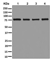 Western blot - Anti-PRMT7 antibody [EPR13489] - BSA and Azide free (AB250124)