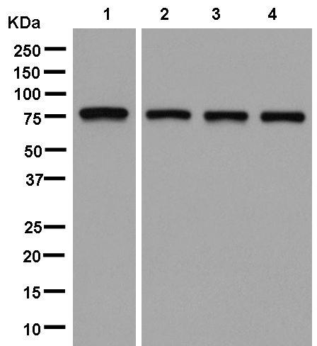 Western blot - Anti-PRMT7 antibody [EPR13495] (AB181214), expandable thumbnail