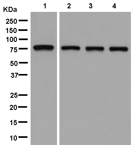 Western blot - Anti-PRMT7 antibody [EPR13495] - BSA and Azide free (AB250433)