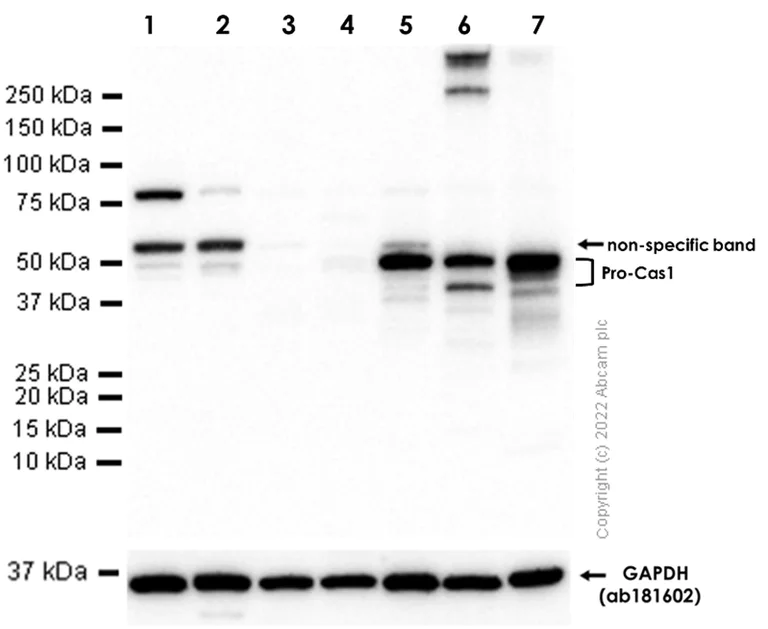 Western blot - Anti-pro Caspase-1 + p10 + p12 antibody [EPR16883] (AB179515)