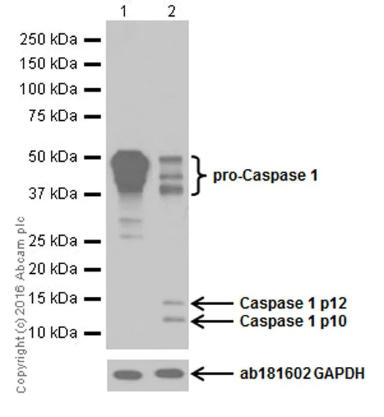 Western blot - Anti-pro Caspase-1 + p10 + p12 antibody [EPR16883] (AB179515)