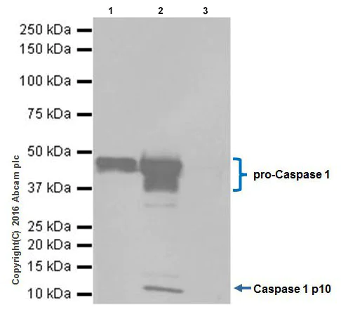 Immunoprecipitation - Anti-pro Caspase-1 + p10 + p12 antibody [EPR16883] - BSA and Azide free (AB238972)