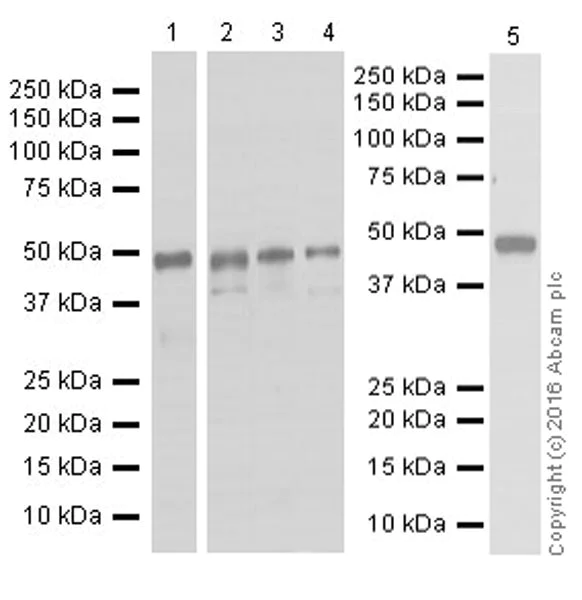 Western blot - Anti-pro Caspase-1 + p10 + p12 antibody [EPR16883] - BSA and Azide free (AB238972)