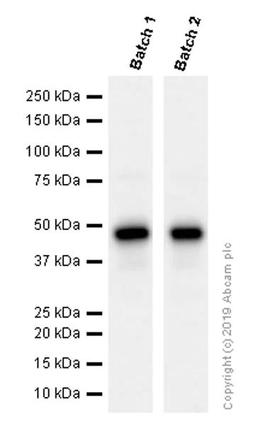 Western blot - Anti-pro Caspase-1 + p10 + p12 antibody [EPR16883] - BSA and Azide free (AB238972)