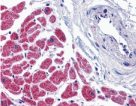 Immunohistochemistry (Formalin/PFA-fixed paraffin-embedded sections) - Anti-pro Caspase-12 antibody (AB8118), expandable thumbnail
