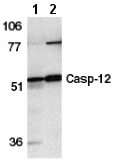 Western blot - Anti-pro Caspase-12 antibody (AB8118), expandable thumbnail