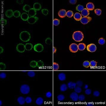 Immunocytochemistry/ Immunofluorescence - Anti-pro Caspase-3 antibody [E61] (AB32150)