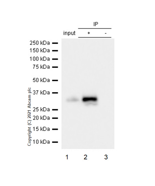 Immunoprecipitation - Anti-pro Caspase-3 antibody [E61] (AB32150), expandable thumbnail