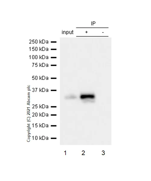 Immunoprecipitation - Anti-pro Caspase-3 antibody [E61] (AB32150)