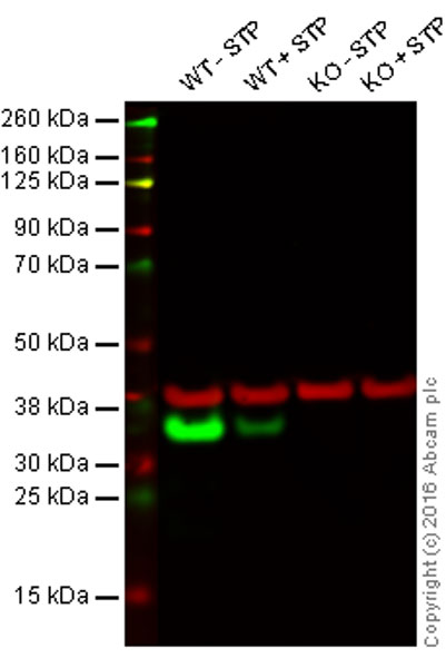 Western blot - Anti-pro Caspase-3 antibody [E61] (AB32150), expandable thumbnail