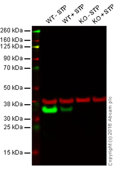 Western blot - Anti-pro Caspase-3 antibody [E61] (AB32150)