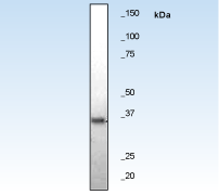 Western blot - Anti-pro Caspase-3 antibody [E61] (AB32150), expandable thumbnail