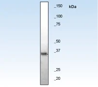 Western blot - Anti-pro Caspase-3 antibody [E61] (AB32150)