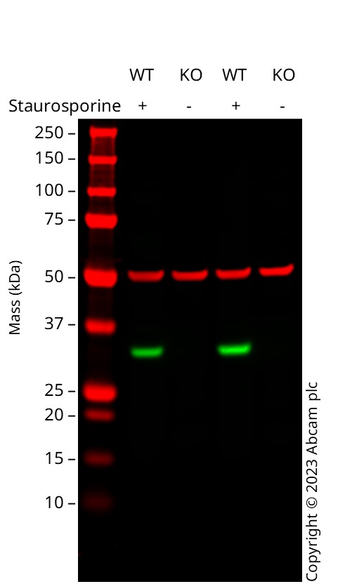 Western blot - Anti-pro Caspase-3 antibody [E61] (ab32150), expandable thumbnail