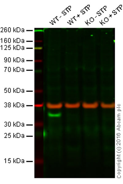 Western blot - Anti-pro Caspase-3 antibody [E83-103] (AB32499), expandable thumbnail