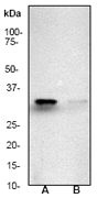 Western blot - Anti-pro Caspase-3 antibody [E83-103] (AB32499), expandable thumbnail