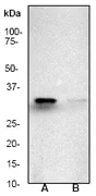 Western blot - Anti-pro Caspase-3 antibody [E83-103] (AB32499)