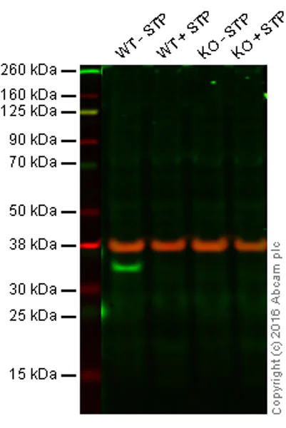 Western blot - Anti-pro Caspase-3 antibody [E83-103] - BSA and Azide free (AB238440)