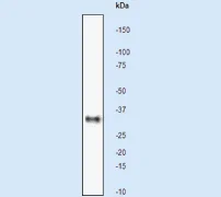Western blot - Anti-pro Caspase-7 antibody [Y33] - BSA and Azide free (AB247219)