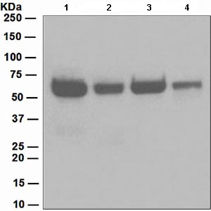 Western blot - Anti-Pro Caspase-8 antibody [EPR162] (AB108333), expandable thumbnail