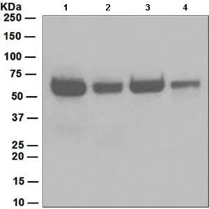 Western blot - Anti-Pro Caspase-8 antibody [EPR162] (AB108333)