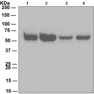 Western blot - Anti-Pro Caspase-8 antibody [EPR162] (AB108333)