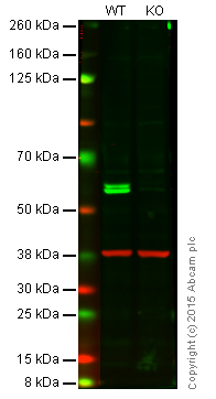 Western blot - Anti-Pro Caspase-8 antibody [EPR162] (AB108333), expandable thumbnail