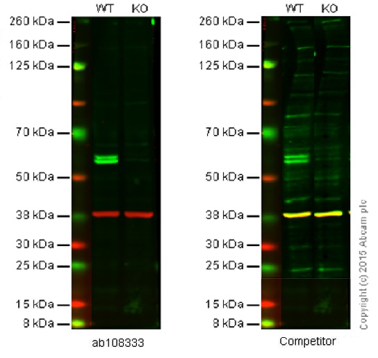 Western blot - Anti-Pro Caspase-8 antibody [EPR162] (AB108333), expandable thumbnail