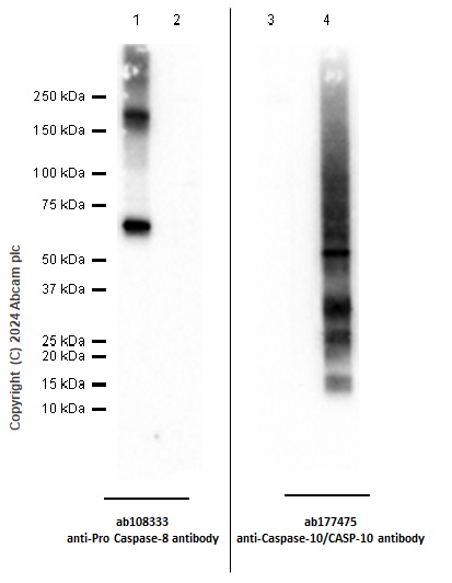 Western blot - Anti-Pro Caspase-8 antibody [EPR162] (ab108333), expandable thumbnail