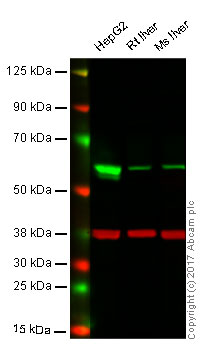 Western blot - Anti-Pro Caspase-8 antibody [EPR162] (AB108333), expandable thumbnail