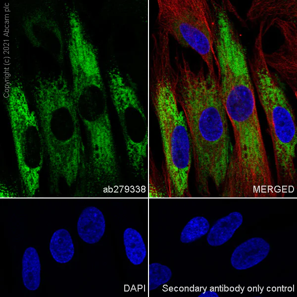 Immunocytochemistry/ Immunofluorescence - Anti-Pro-Collagen III alpha 1 antibody [EPR24255-13] (AB279338)