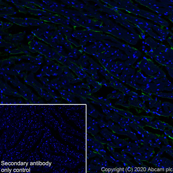 Immunohistochemistry (Frozen sections) - Anti-Pro-Collagen III alpha 1 antibody [EPR24257-57] - BSA and Azide free (AB278082)