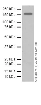 Western blot - Anti-pro-EGF antibody [EPR14622] (AB206106)