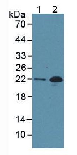 Western blot - Anti-proBNP antibody [C1] (AB239514), expandable thumbnail