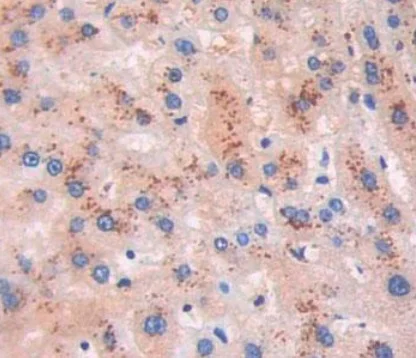 Immunohistochemistry (Formalin/PFA-fixed paraffin-embedded sections) - Anti-proBNP antibody [C11] (AB239519)