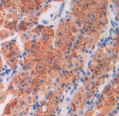 Immunohistochemistry (Formalin/PFA-fixed paraffin-embedded sections) - Anti-proBNP antibody [C11] (AB239519), expandable thumbnail
