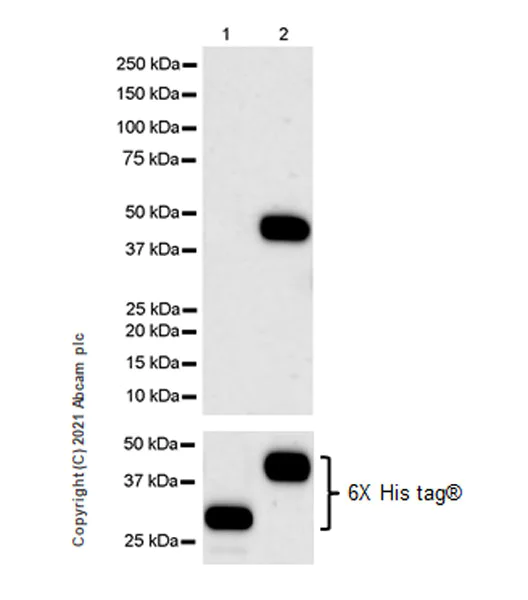 Western blot - Anti-ProCathepsin B antibody [EPR24353-25] - BSA and Azide free (AB282287)