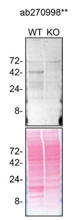 Western blot - Anti-ProCathepsin B antibody [EPR24353-25] - BSA and Azide free (AB282287)