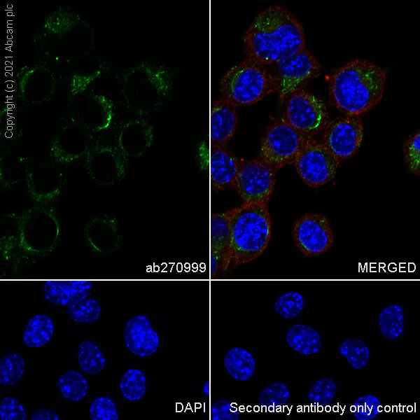 Immunocytochemistry/ Immunofluorescence - Anti-proCathepsin D antibody [EPR24352-13] - BSA and Azide free (AB282025)