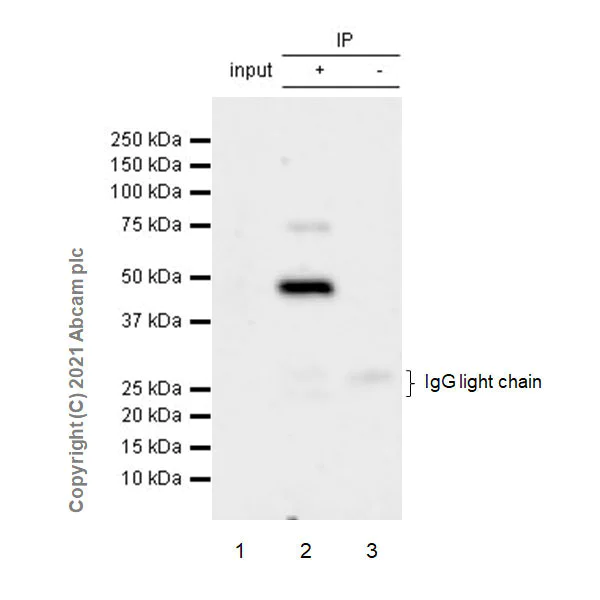 Immunoprecipitation - Anti-proCathepsin D antibody [EPR24352-13] - BSA and Azide free (AB282025)