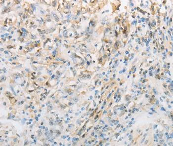 Immunohistochemistry (Formalin/PFA-fixed paraffin-embedded sections) - Anti-proCNP antibody - C-terminal (AB202139)