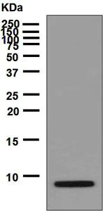 Western blot - Anti-proCNP antibody [EPR6543] (AB129096)